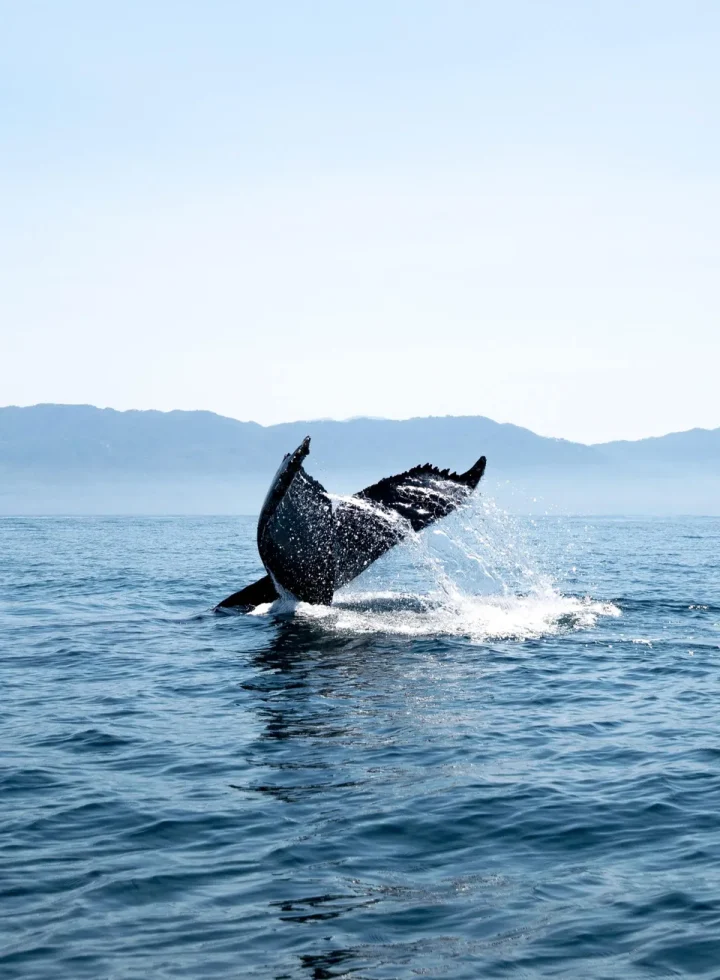 photo-1585331474679-3c0b983a9c8f-960w